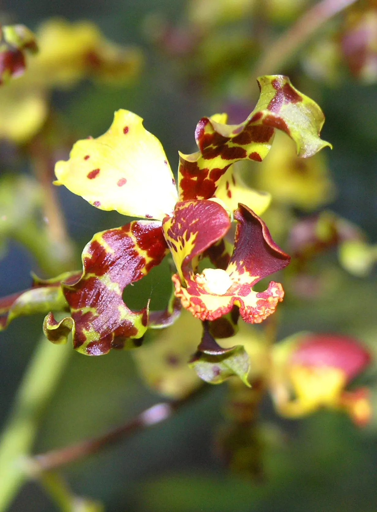 Stream Orchid (Epipactis Gigantea) — lending an exotic appeal to garden settings; stands as a captivating and resilient perennial native to the, image 146