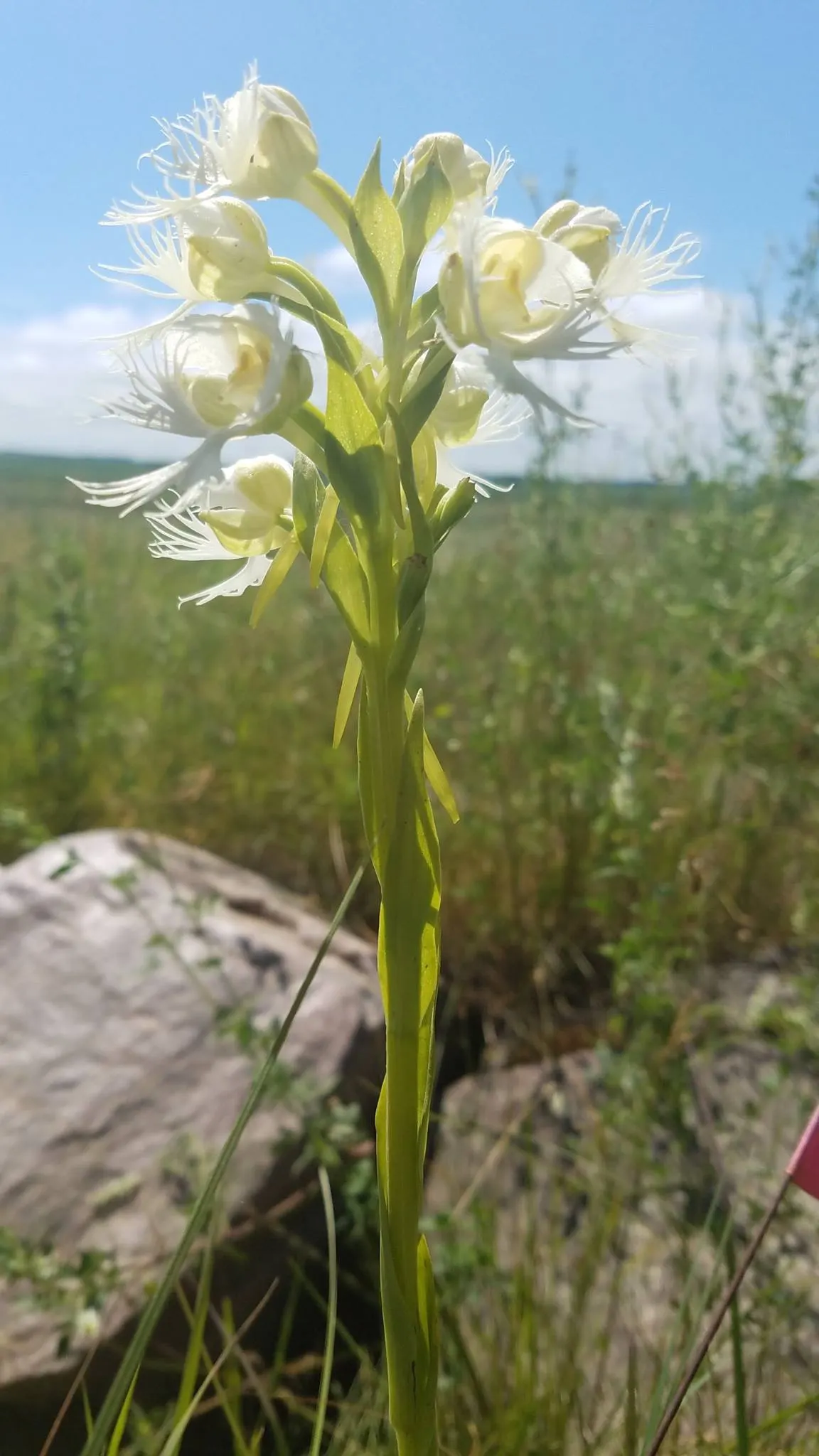 Stream Orchid (Epipactis Gigantea) — multi-colored and orange and red and yellow flowers in the garden; standing out against the backdrop of rippling water