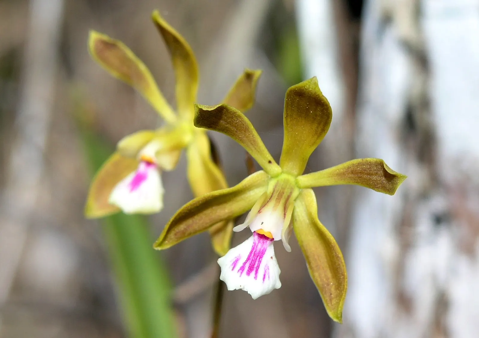 Stream Orchid (Epipactis Gigantea) — often found along streams; the plant's preference lies with humus-rich, well-drained soil, image 141
