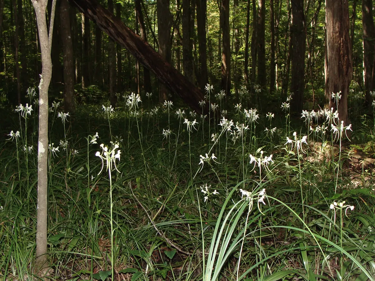 Stream Orchid (Epipactis Gigantea) — Typically growing to a height of around 1 to 2 feet; the Stream Orchid (Epipactis gigantea) is a striking, image 76