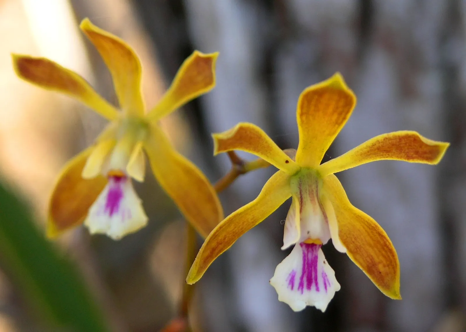 Stream Orchid (Epipactis Gigantea) — provided that soil moisture is consistently maintained; lending an exotic appeal to garden settings, image 147