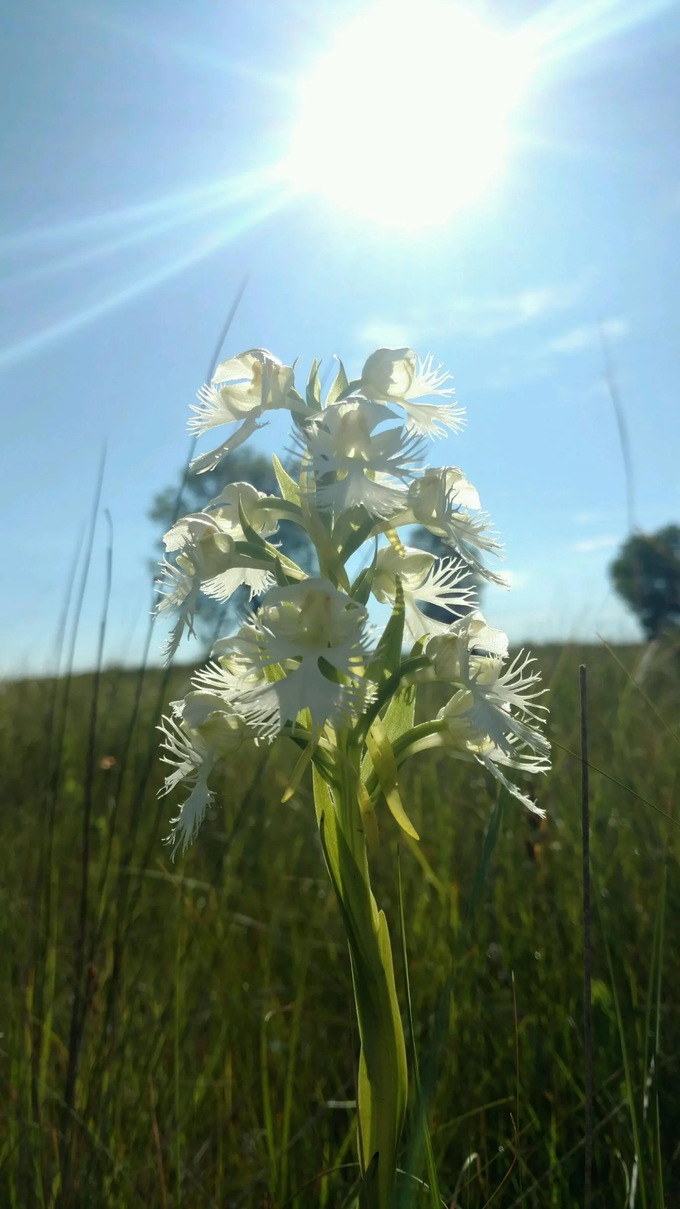Stream Orchid (Epipactis Gigantea) — Its robust rhizomatous structure allows it to thrive in moist environments; often found along streams, image 118