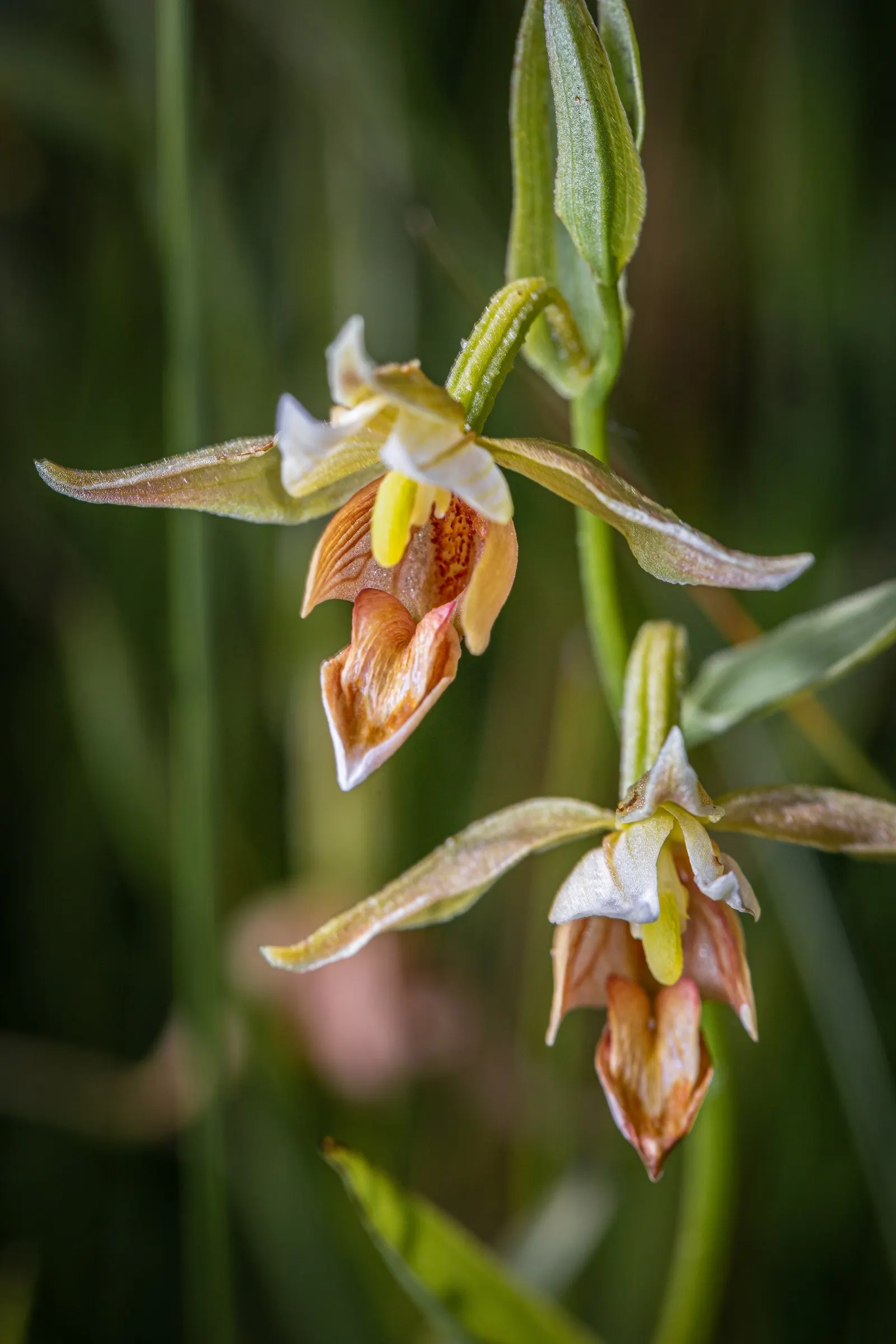 Stream Orchid (Epipactis Gigantea) — ranging from green and brown to a dash of deep pink or purple; herb / perennial for half or shade, image 101