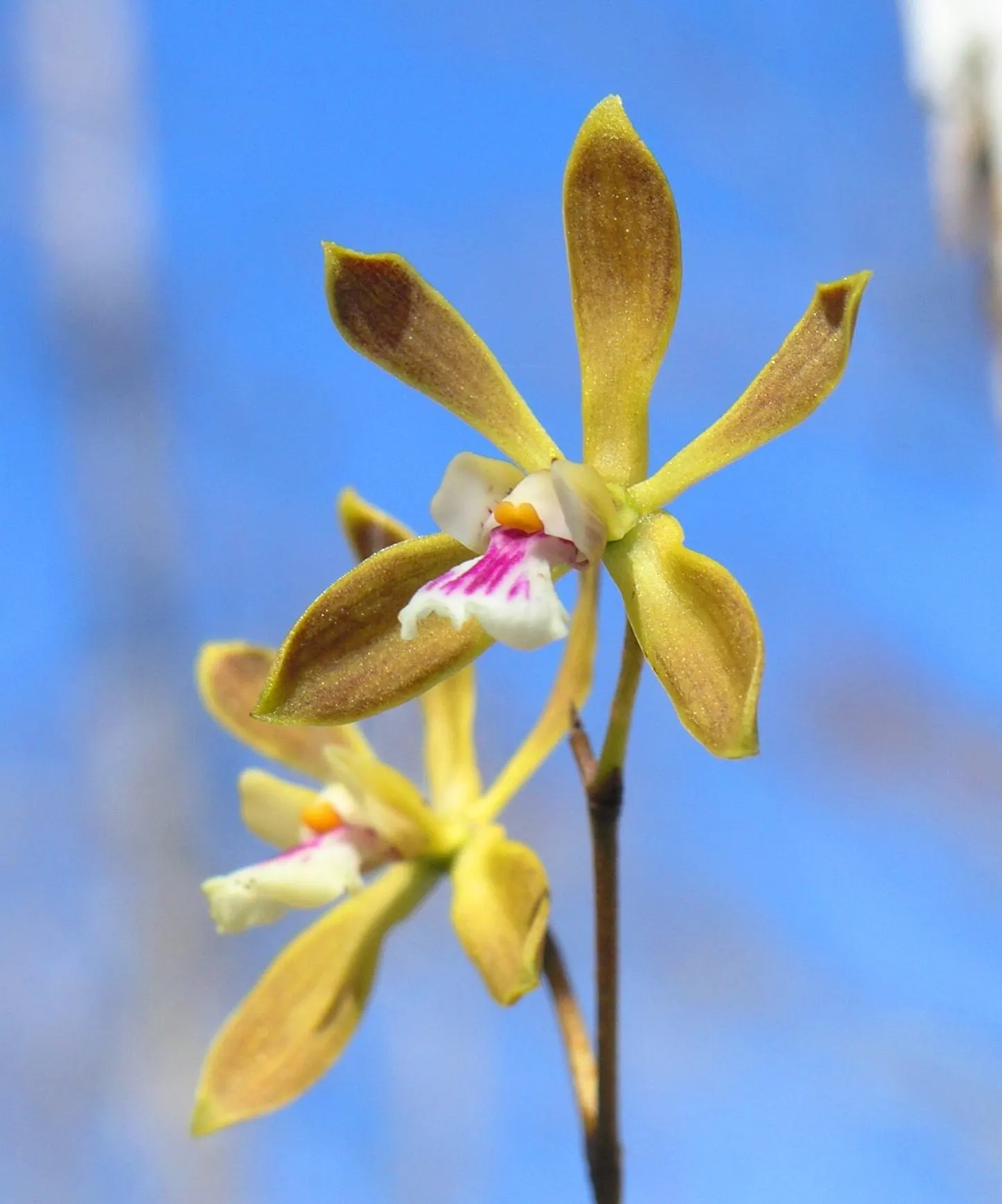 Stream Orchid (Epipactis Gigantea) — Its robust rhizomatous structure allows it to thrive in moist environments; often found along streams, image 96