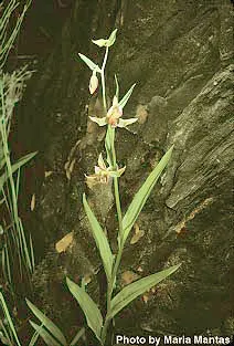 Stream Orchid (Epipactis Gigantea) — The Stream Orchid (Epipactis gigantea) is a striking perennial native to western North America
