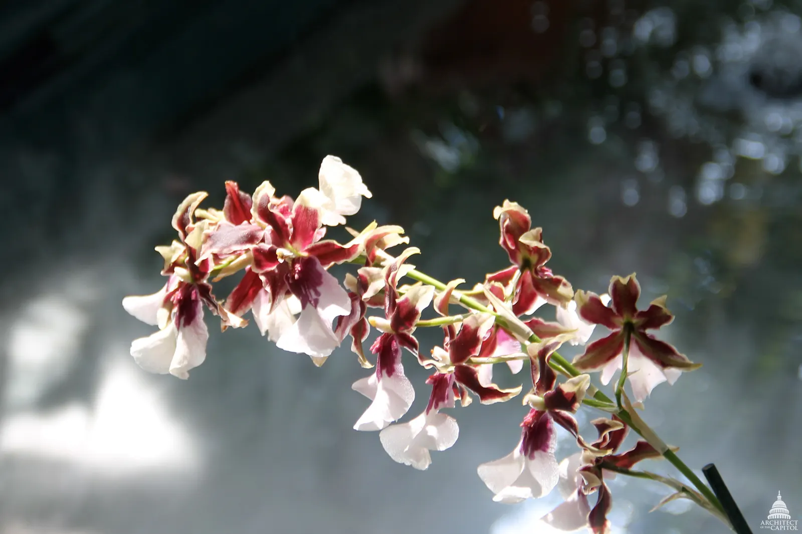 Stream Orchid (Epipactis Gigantea) — Thriving along streams and springs, it reaches heights of 1 to 2 feet, sporting broad, lance-shaped leaves, image 112