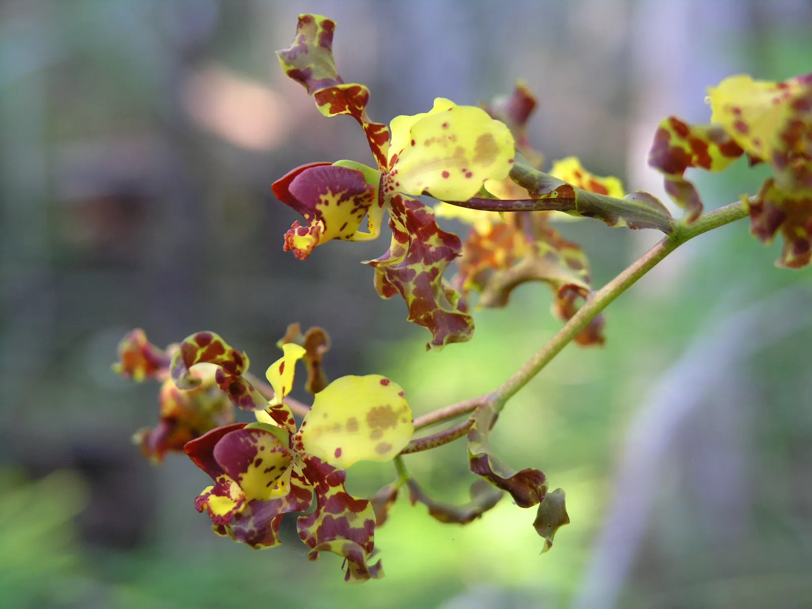 Stream Orchid (Epipactis Gigantea) — multi-colored and orange and red and yellow flowers in the garden