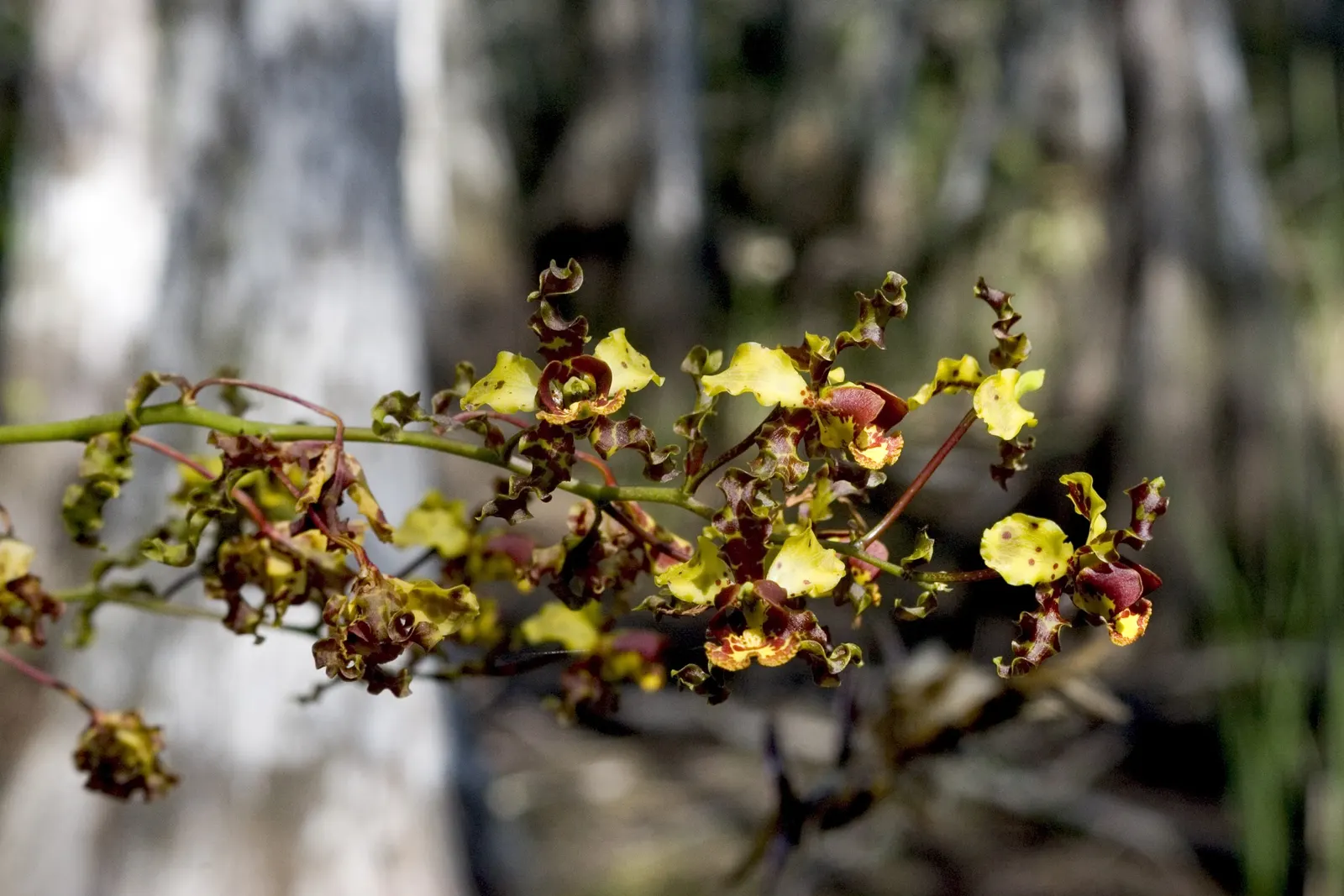 Stream Orchid (Epipactis Gigantea) — provided that soil moisture is consistently maintained; lending an exotic appeal to garden settings, image 59