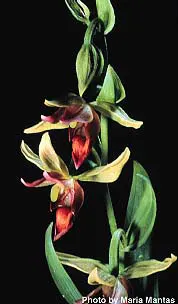 Stream Orchid (Epipactis Gigantea) — the Stream Orchid produces a striking floral display from late spring to early summer; its robust rhizomatous, image 55