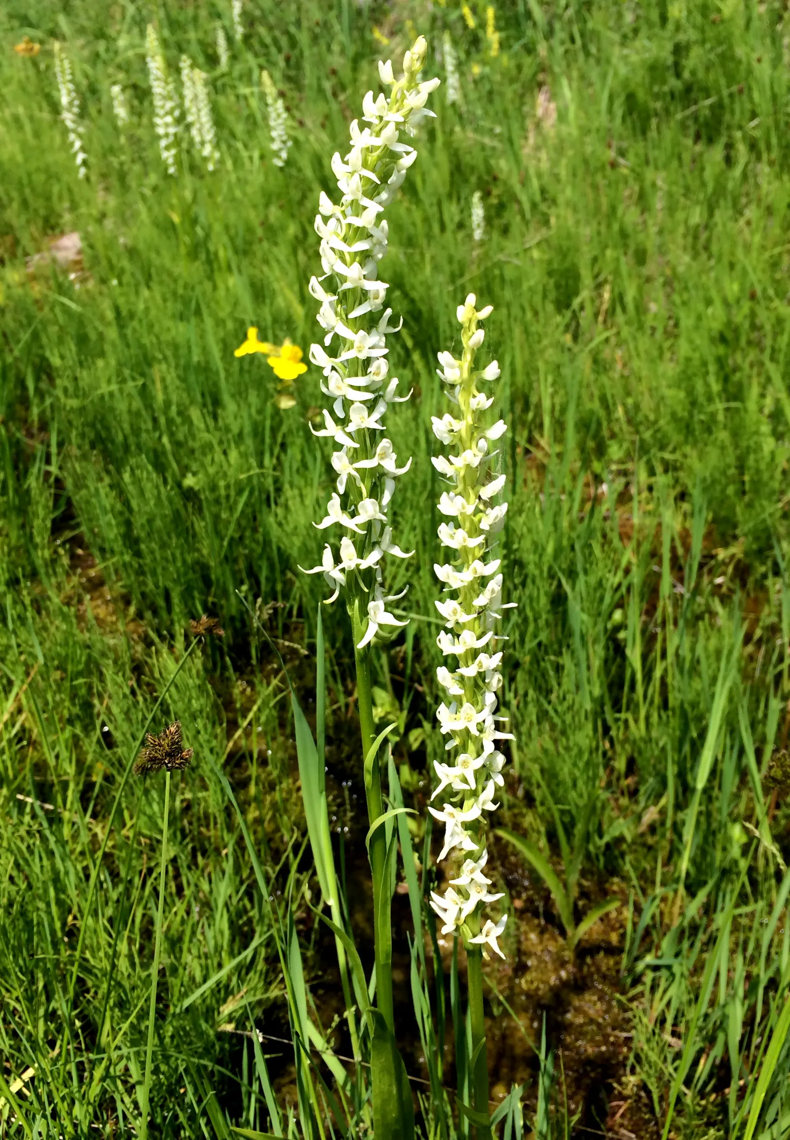 Stream Orchid (Epipactis Gigantea) — The plant's preference lies with humus-rich, well-drained soil; herb / perennial with multi-colored and orange and red and