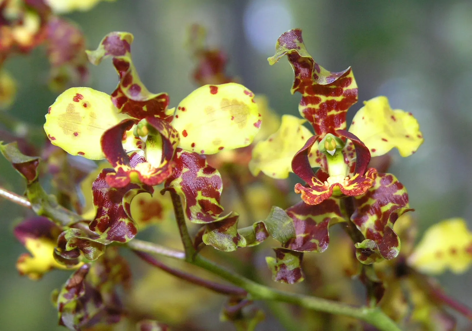 Stream Orchid (Epipactis Gigantea) — The intricate flowers have a distinctive color palette; provided that soil moisture is consistently maintained, image 78