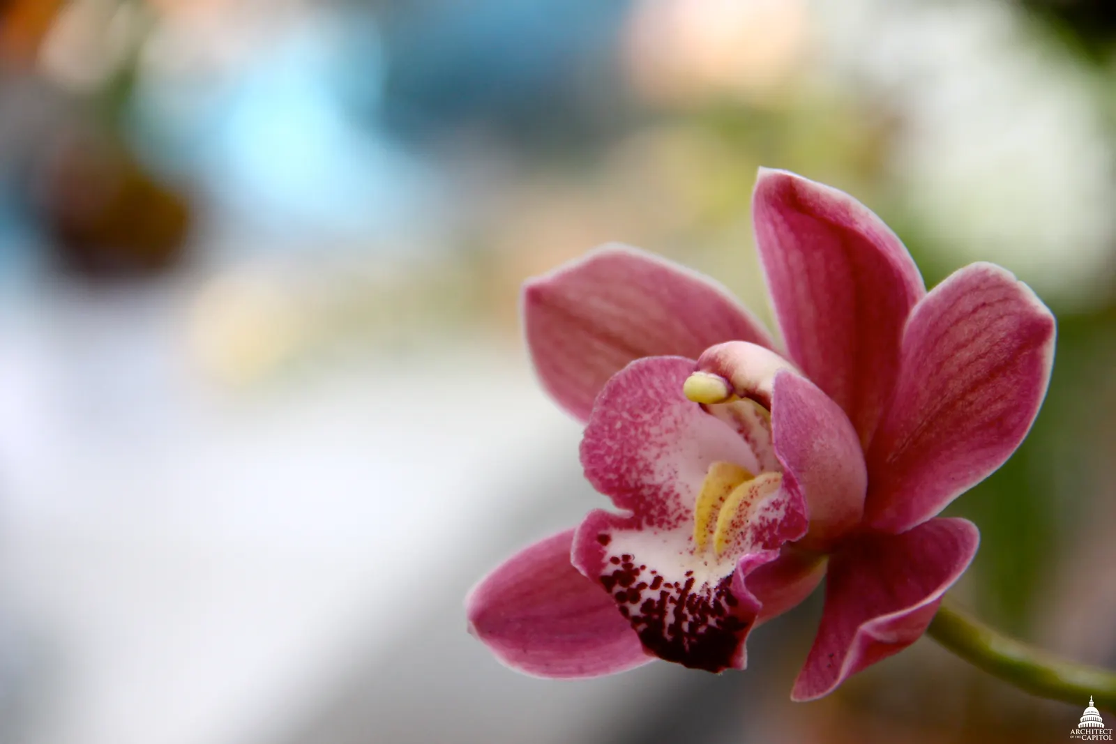 Stream Orchid (Epipactis Gigantea) — Thriving along streams and springs, it reaches heights of 1 to 2 feet, sporting broad, lance-shaped leaves, image 68
