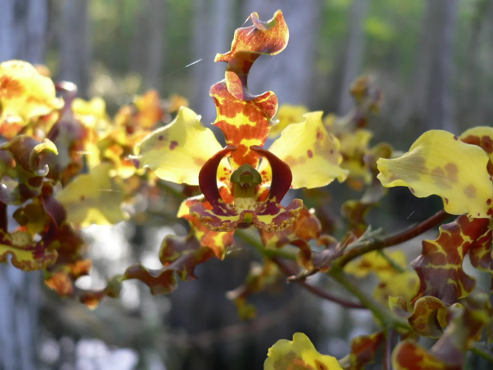 Stream Orchid (Epipactis Gigantea) — standing out against the backdrop of rippling water; typically growing to a height of around 1 to 2 feet, image 137