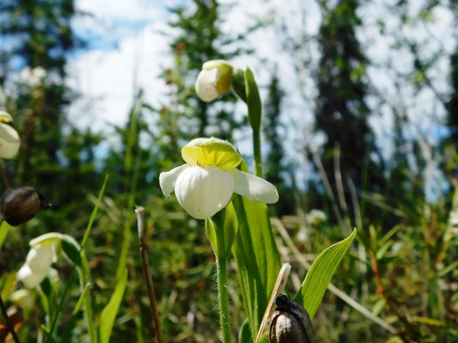Stream Orchid (Epipactis Gigantea) — The plant's preference lies with humus-rich, well-drained soil; herb / perennial with multi-colored and orange, image 148