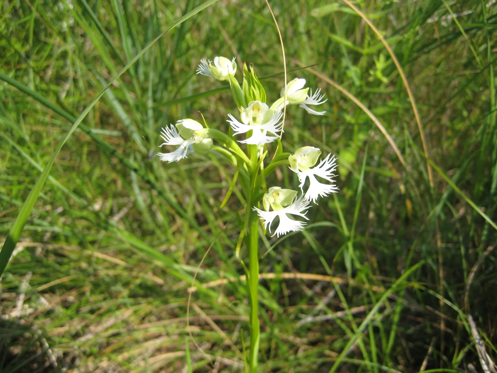 Stream Orchid (Epipactis Gigantea) — The intricate flowers have a distinctive color palette; provided that soil moisture is consistently maintained, image 100