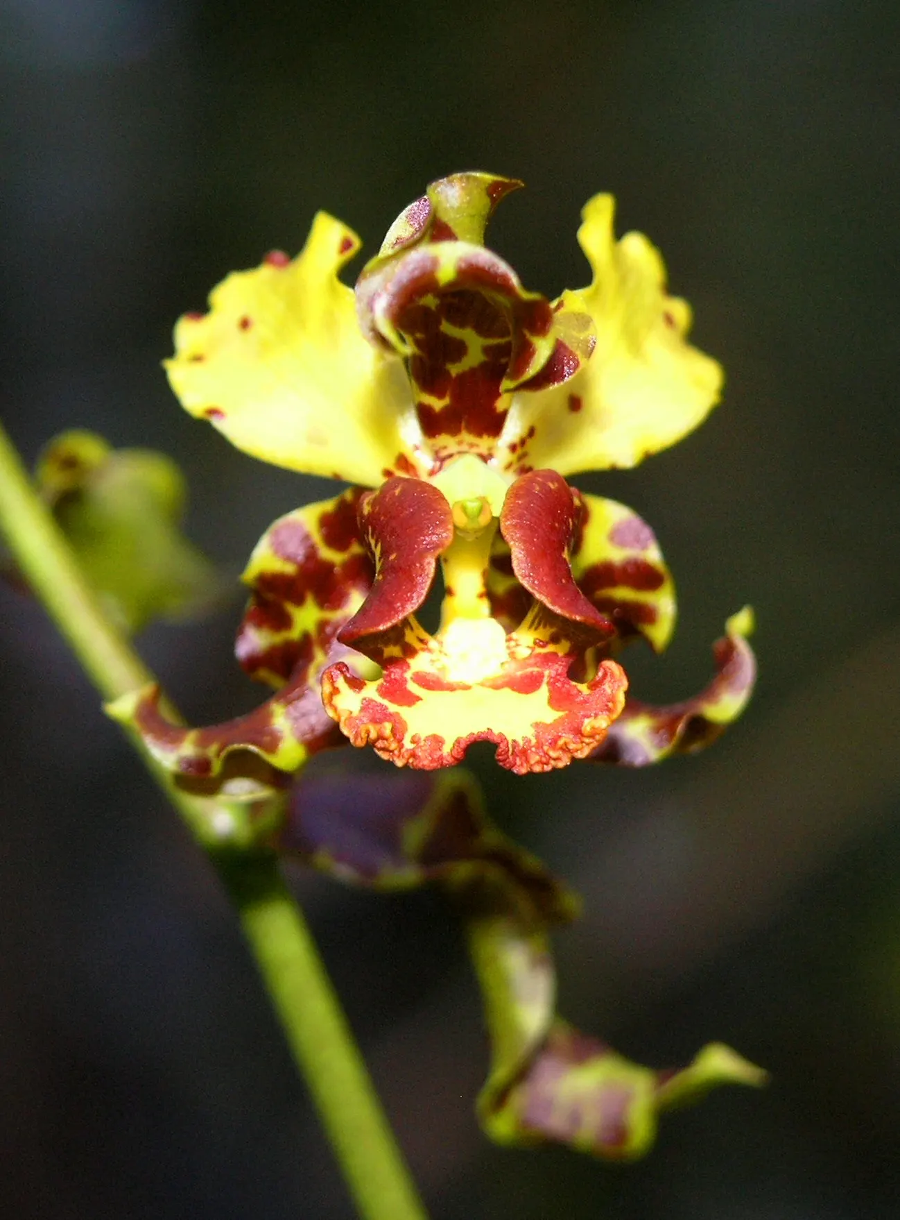 Stream Orchid (Epipactis Gigantea) — herb / perennial for half or shade; the plant also acts as a magnet for local pollinators, adding ecological, image 88