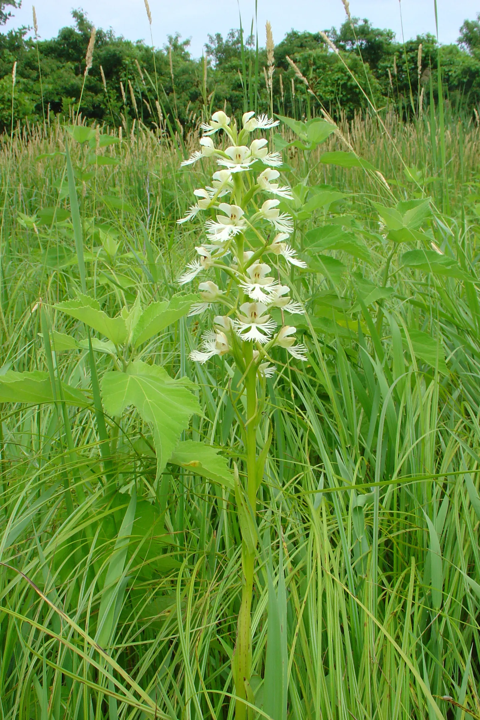 Stream Orchid (Epipactis Gigantea) — multi-colored and orange and red and yellow flowers in the garden; standing out against the backdrop of, image 64