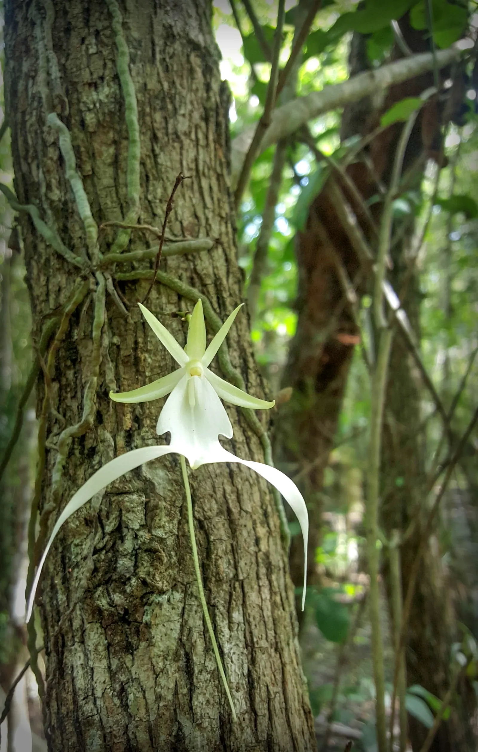 Stream Orchid (Epipactis Gigantea) — Typically growing to a height of around 1 to 2 feet; the Stream Orchid (Epipactis gigantea) is a striking, image 54