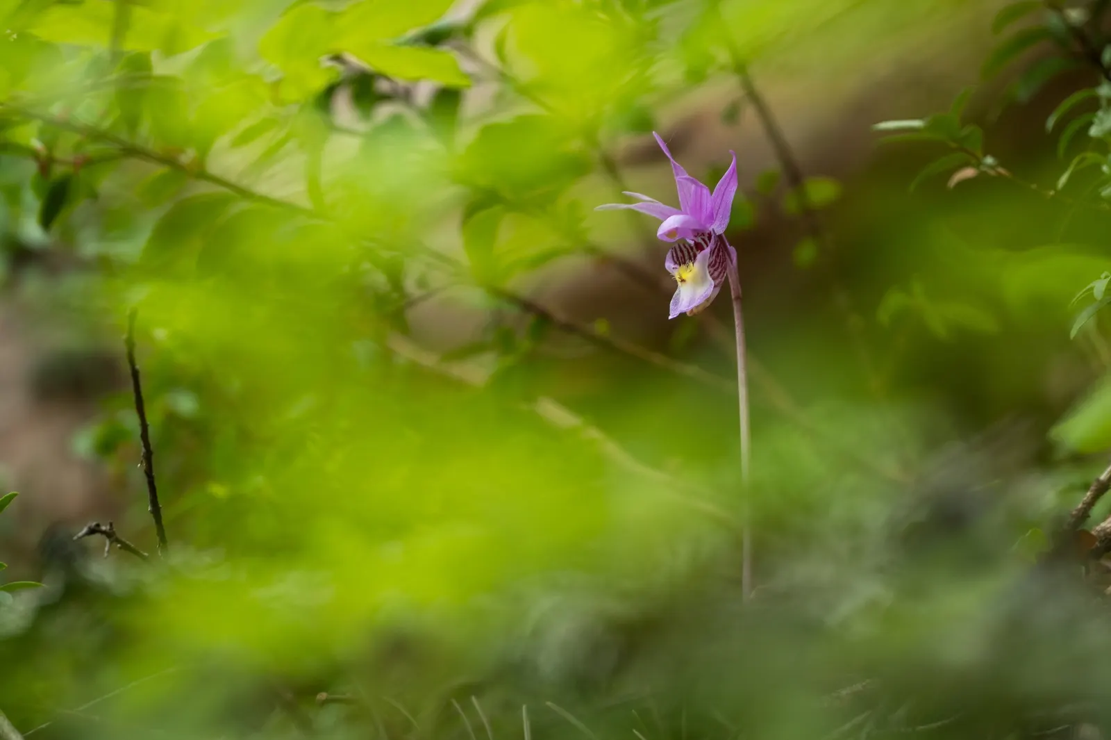 Stream Orchid (Epipactis Gigantea) — herb / perennial with multi-colored and orange and red and yellow blooms; the intricate flowers have a, image 131