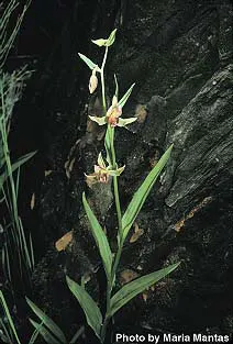 Stream Orchid (Epipactis Gigantea) — Thriving along streams and springs, it reaches heights of 1 to 2 feet, sporting broad, lance-shaped leaves