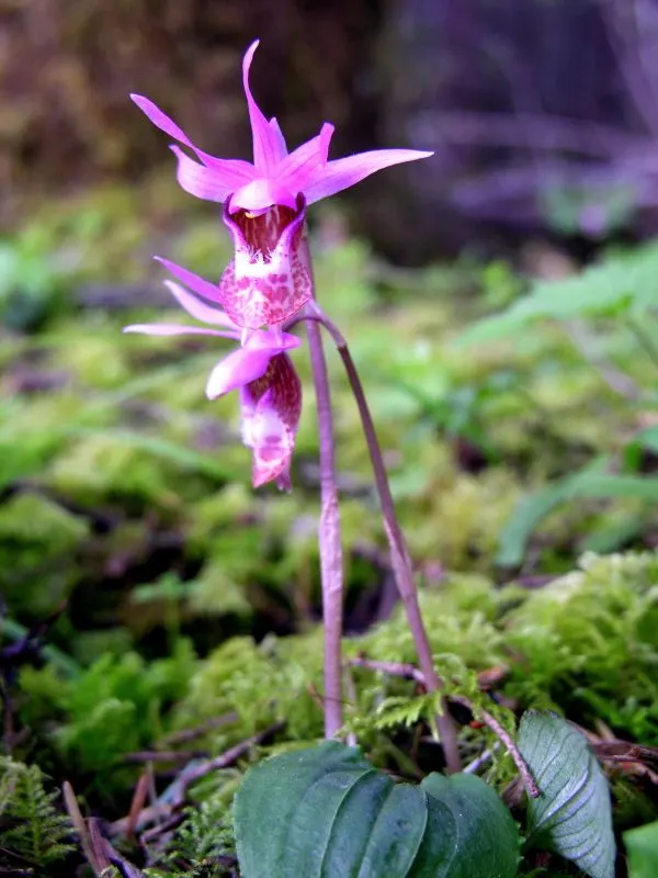 Stream Orchid (Epipactis Gigantea) — Moist, well-drained soil under partial shade mimics its natural habitat, ensuring optimal growth
