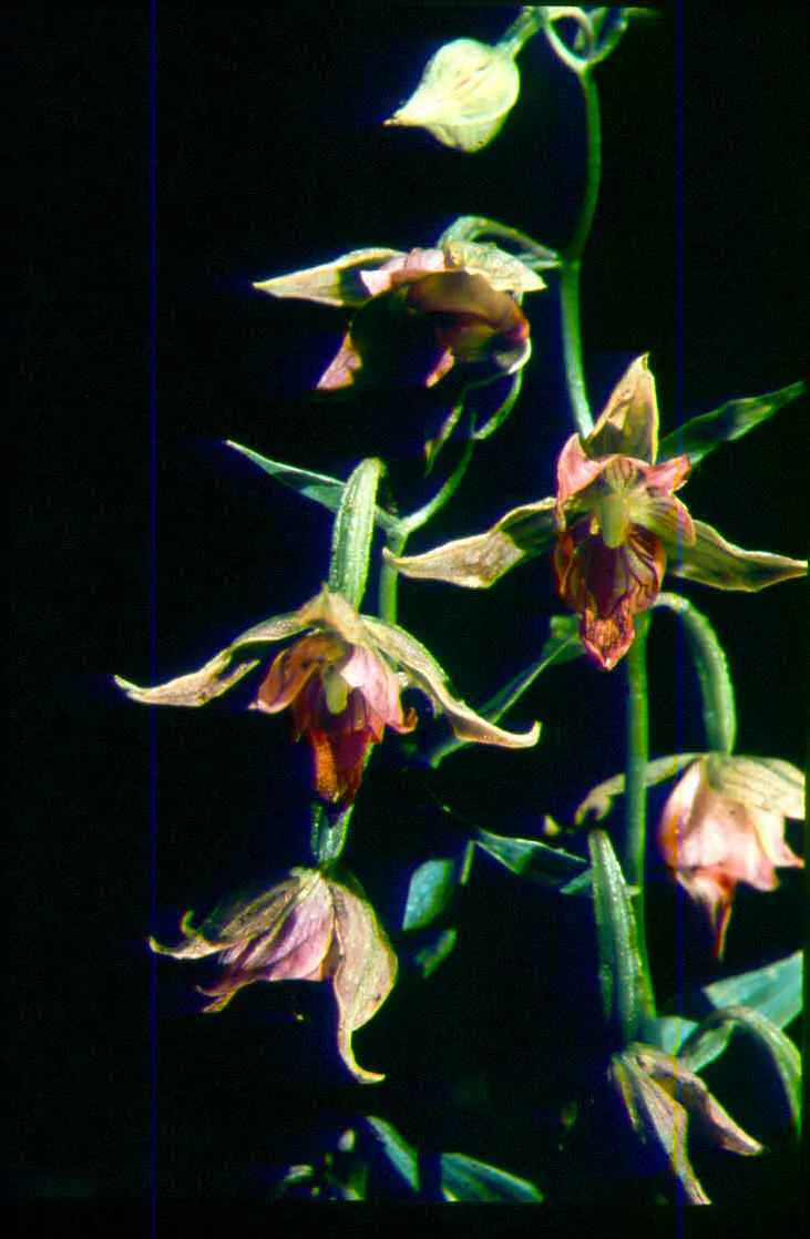 Stream Orchid (Epipactis Gigantea) — it displays captivating 3/4-inch flowers; it's largely free from serious pests and diseases, making it a, image 91