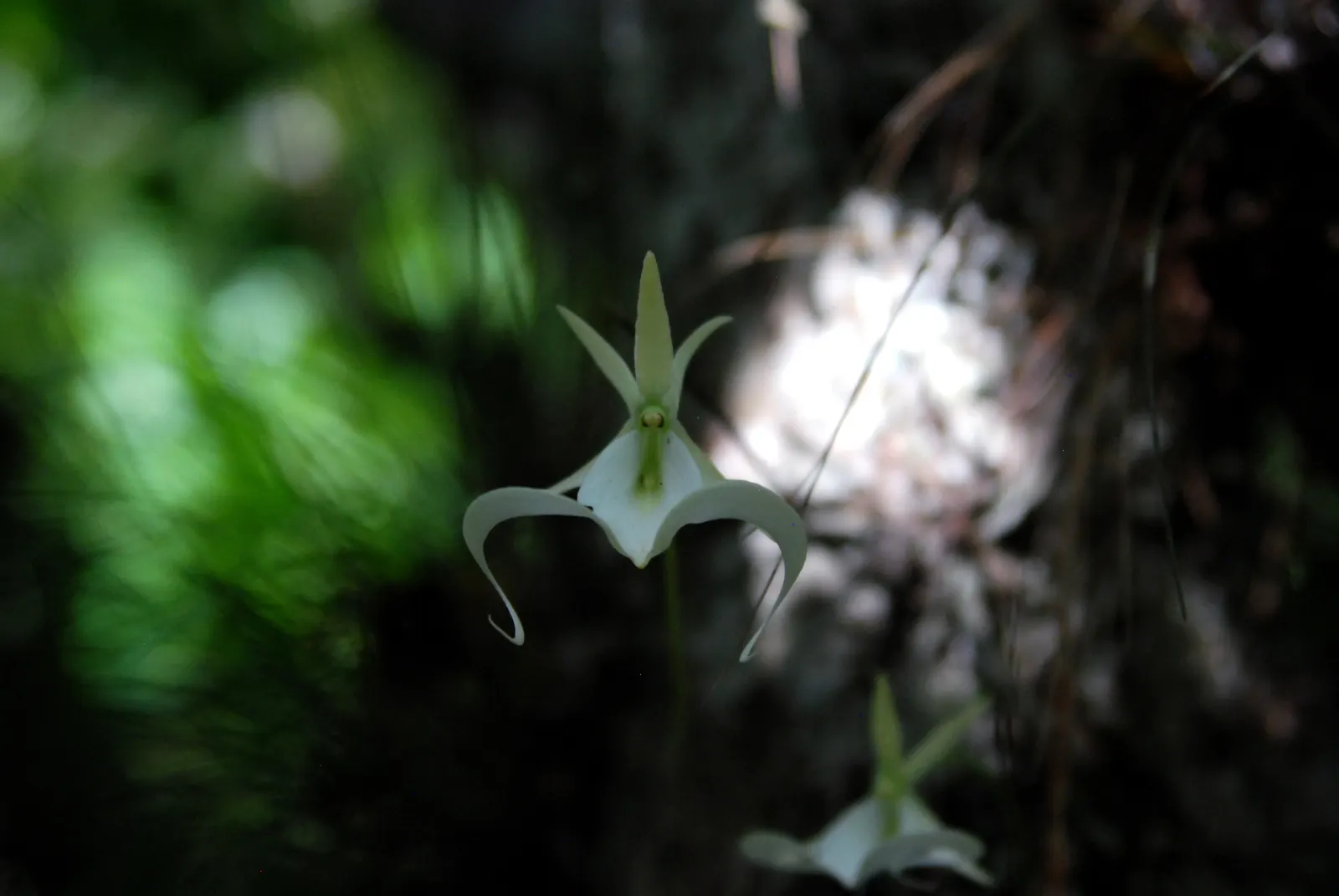 Stream Orchid (Epipactis Gigantea) — It's largely free from serious pests and diseases, making it a robust addition to the landscape