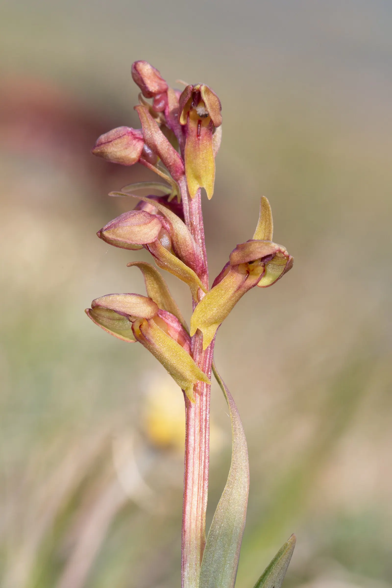 Stream Orchid (Epipactis Gigantea) — Moist, well-drained soil under partial shade mimics its natural habitat, ensuring optimal growth; in the, image 138