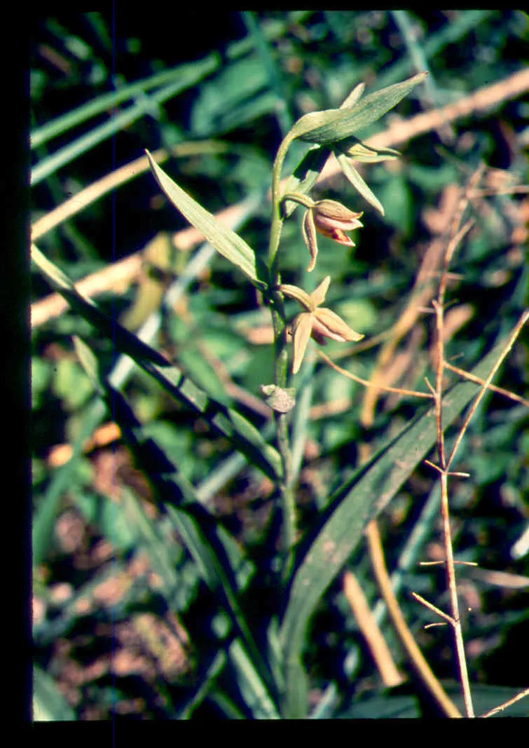 Stream Orchid (Epipactis Gigantea) — The plant also acts as a magnet for local pollinators, adding ecological value to its ornamental charm