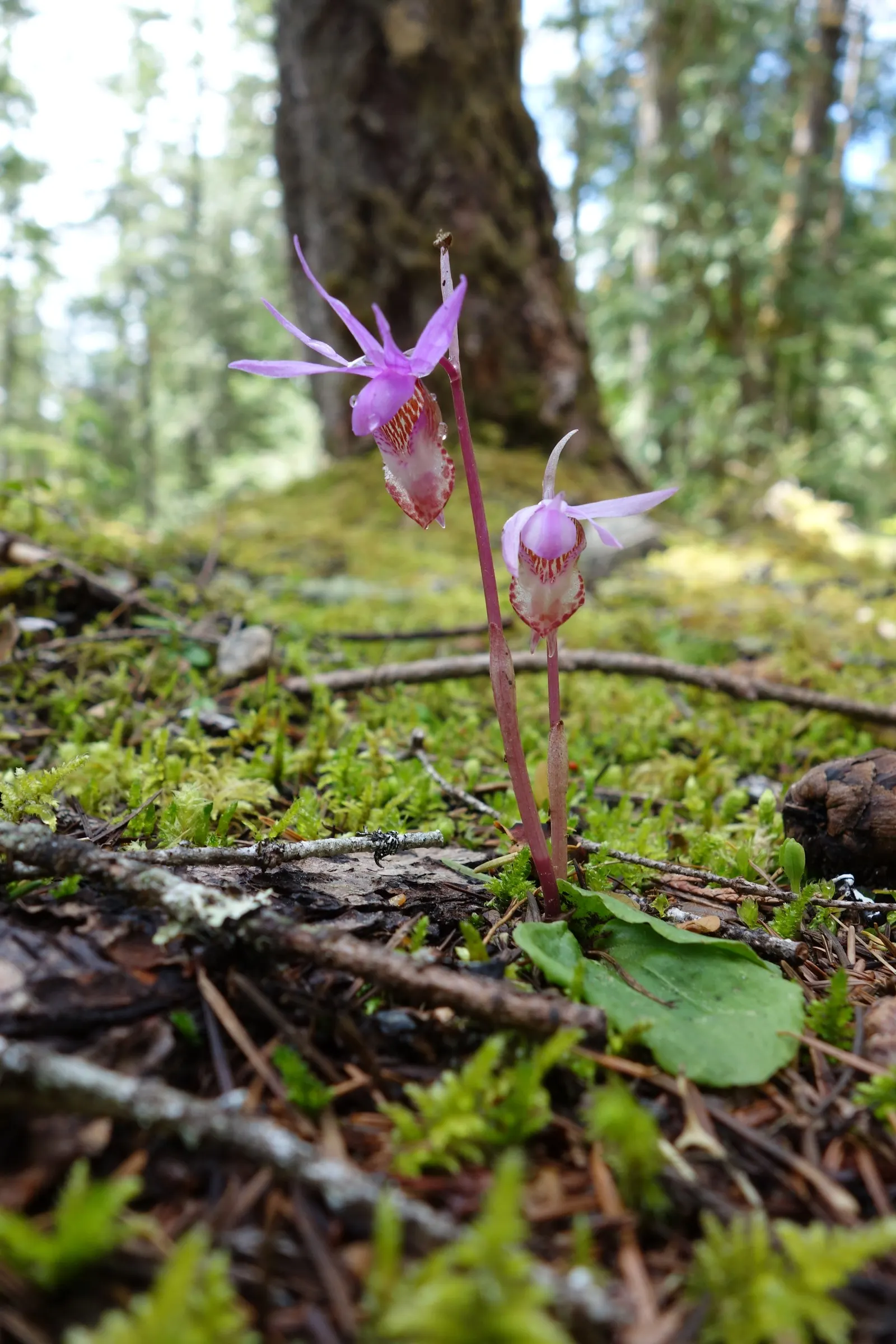 Stream Orchid (Epipactis Gigantea) — herb / perennial with multi-colored and orange and red and yellow blooms; the intricate flowers have a, image 87