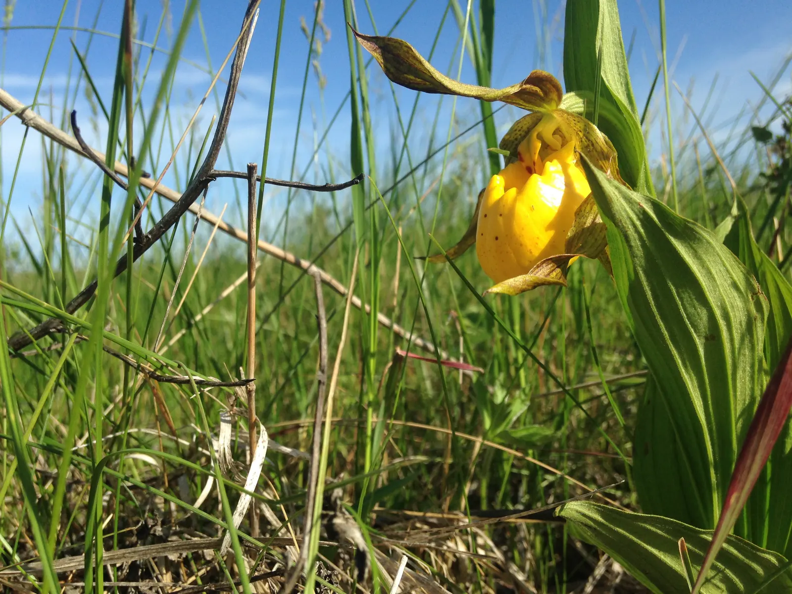 Stream Orchid (Epipactis Gigantea) — The intricate flowers have a distinctive color palette; provided that soil moisture is consistently maintained