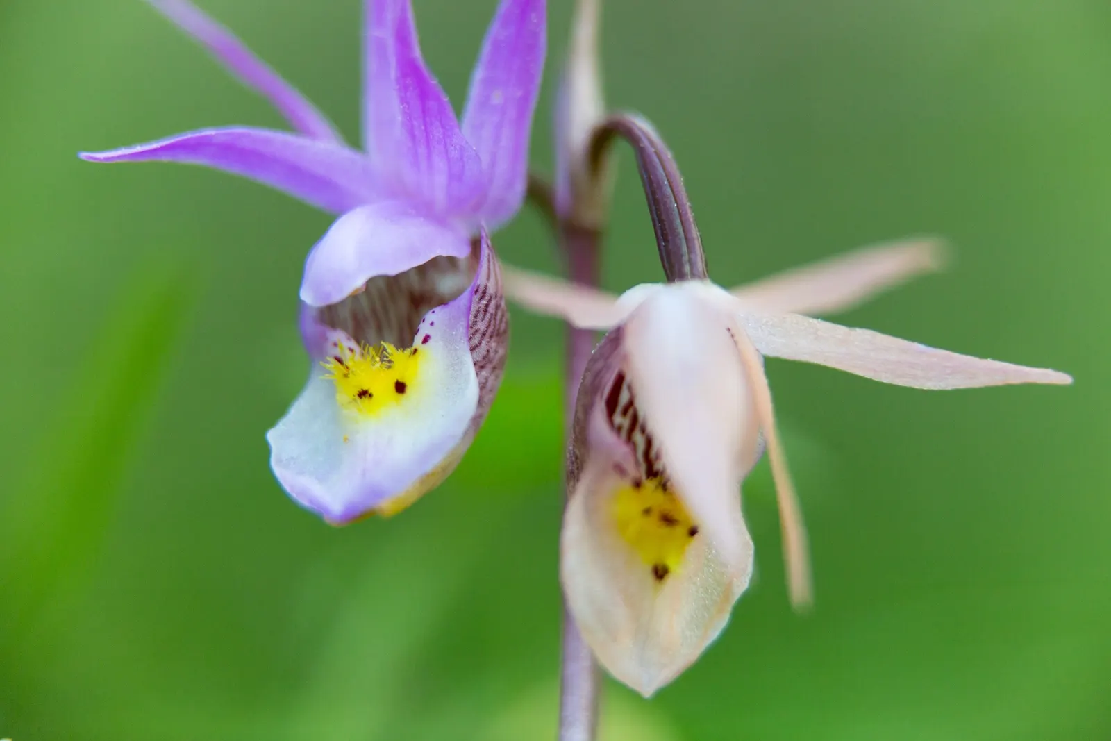 Stream Orchid (Epipactis Gigantea) — It's largely free from serious pests and diseases, making it a robust addition to the landscape; ranging from, image 106