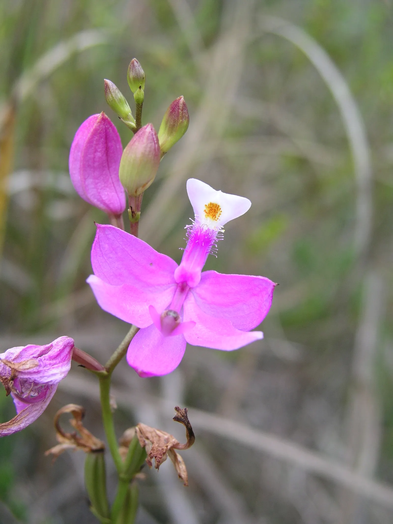 Stream Orchid (Epipactis Gigantea) — stands as a captivating and resilient perennial native to the western regions of North America; thriving along streams and