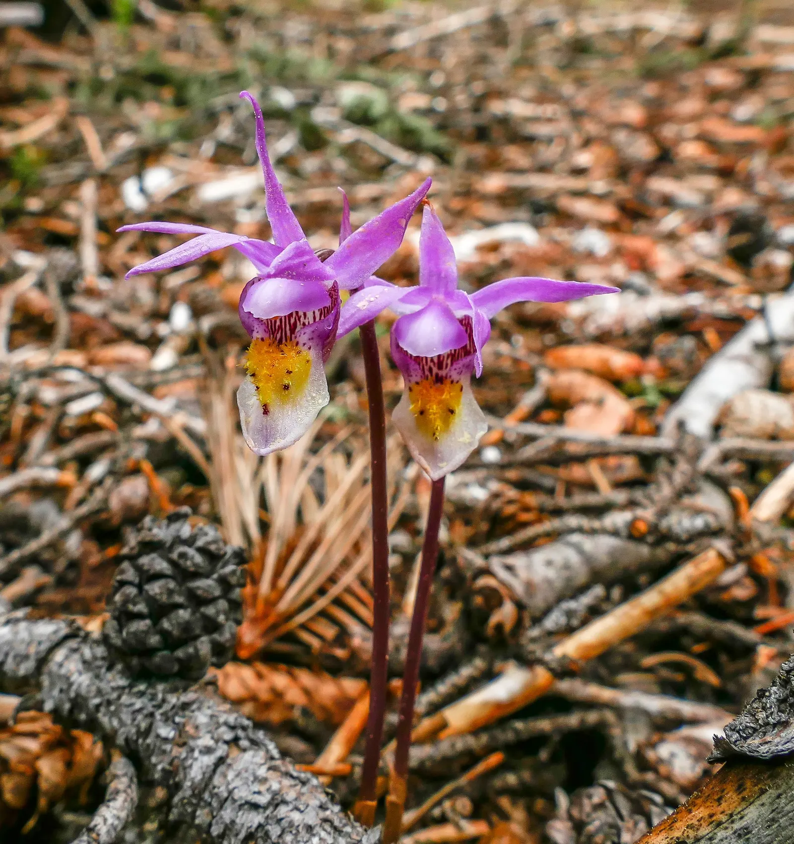Stream Orchid (Epipactis Gigantea) — In the imperial system, the ideal planting zone range is between 6 to 9; moist, well-drained soil under, image 83