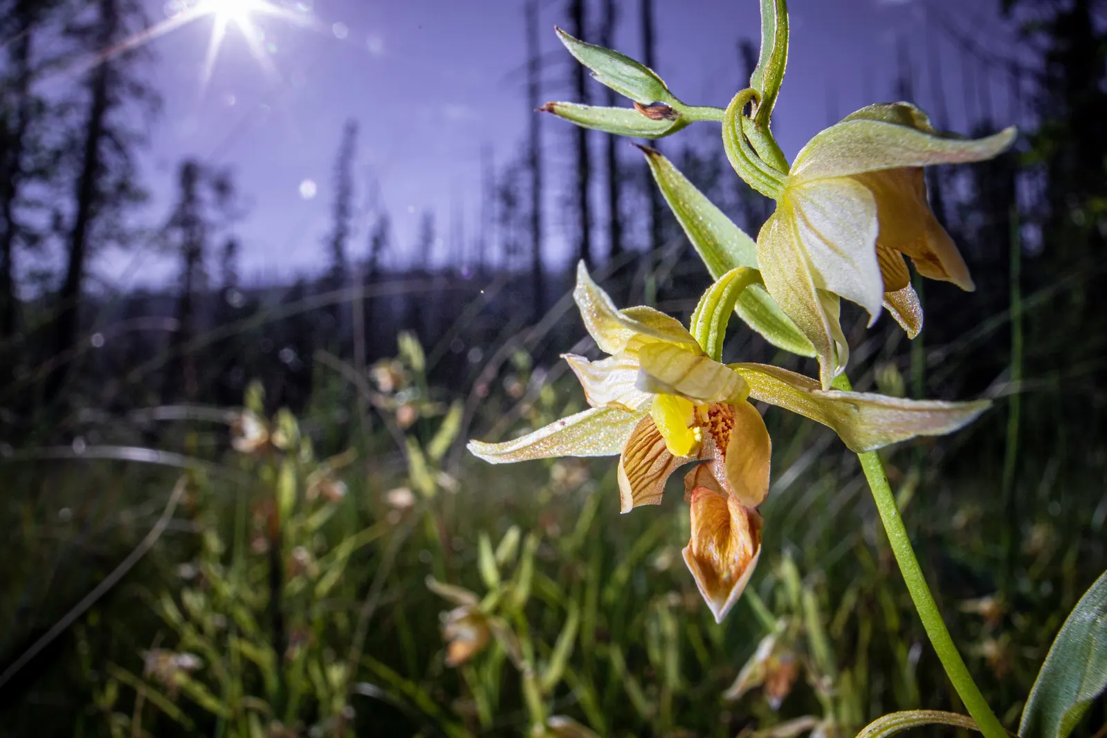 Stream Orchid (Epipactis Gigantea) — their hues a blend of green; it displays captivating 3/4-inch flowers, image 114