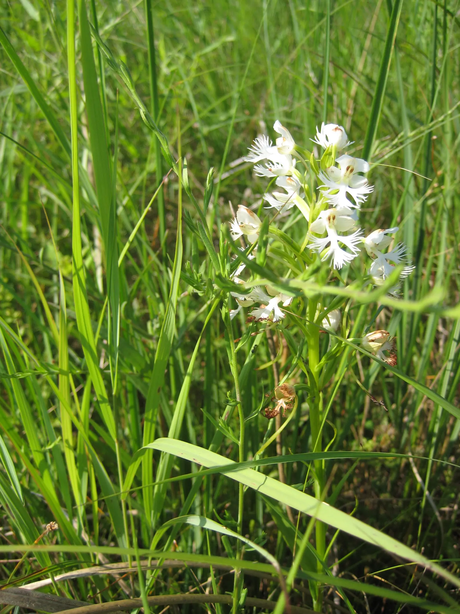 Stream Orchid (Epipactis Gigantea) — it displays captivating 3/4-inch flowers; it's largely free from serious pests and diseases, making it a, image 69