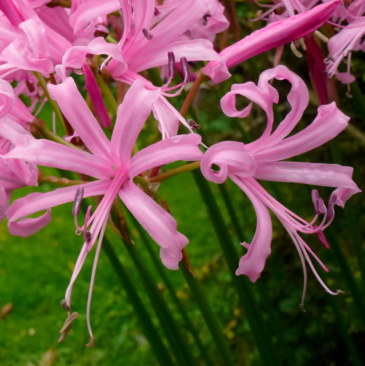 Guernsey Lily (Nerine Bovdenii) — bulb for full or half
