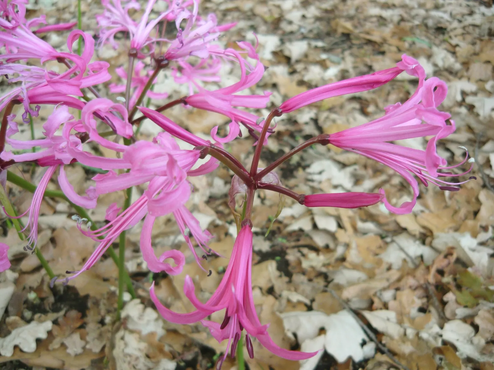 Guernsey Lily (Nerine Bovdenii) — multi-colored and pink flowers in the garden