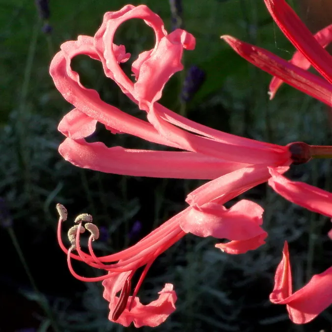 Guernsey Lily (Nerine Bovdenii) — The Pink Nerine Lily (Nerine bowdenii) dazzles with its vibrant pink