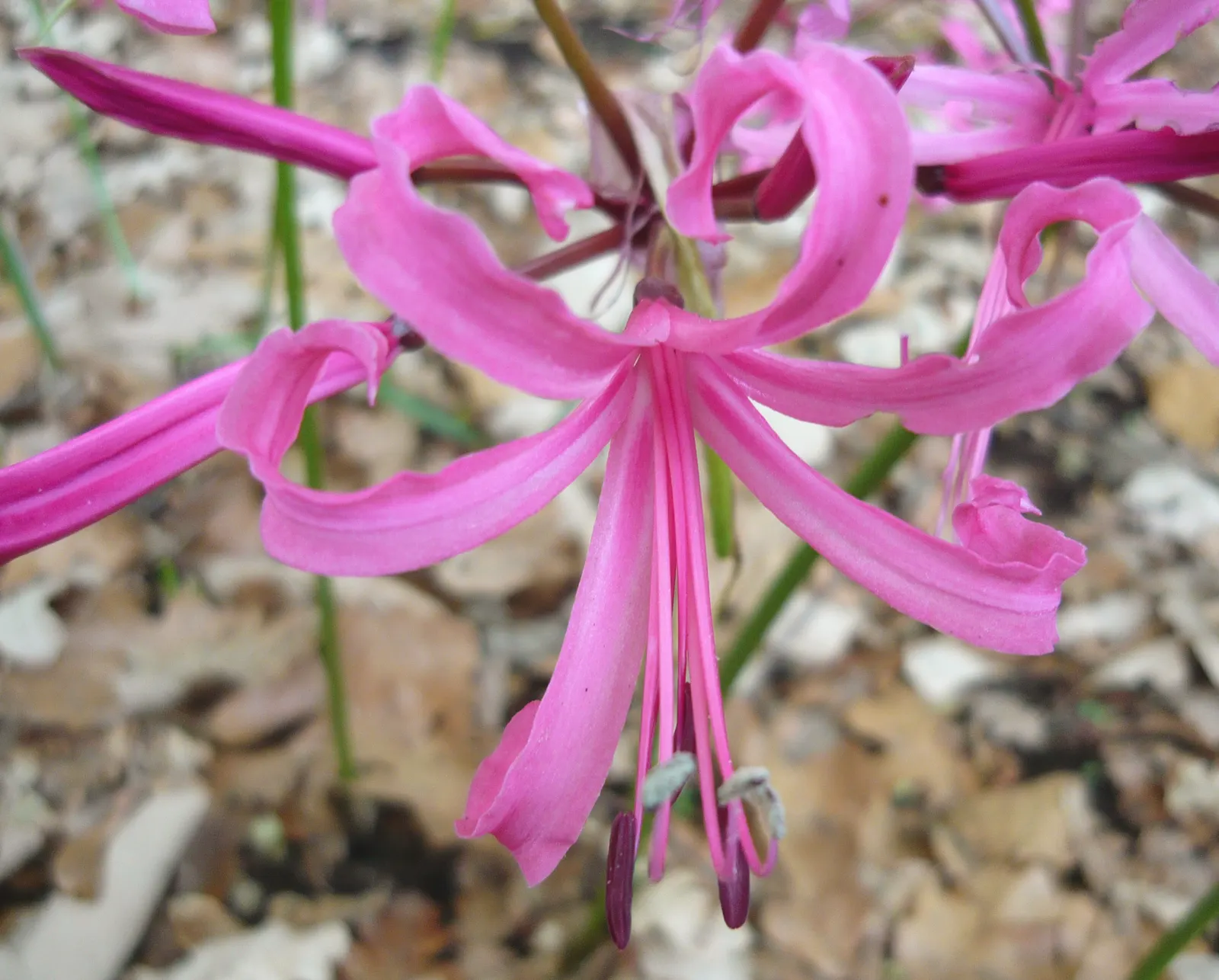 Guernsey Lily (Nerine Bovdenii) — bulb with multi-colored and pink blooms