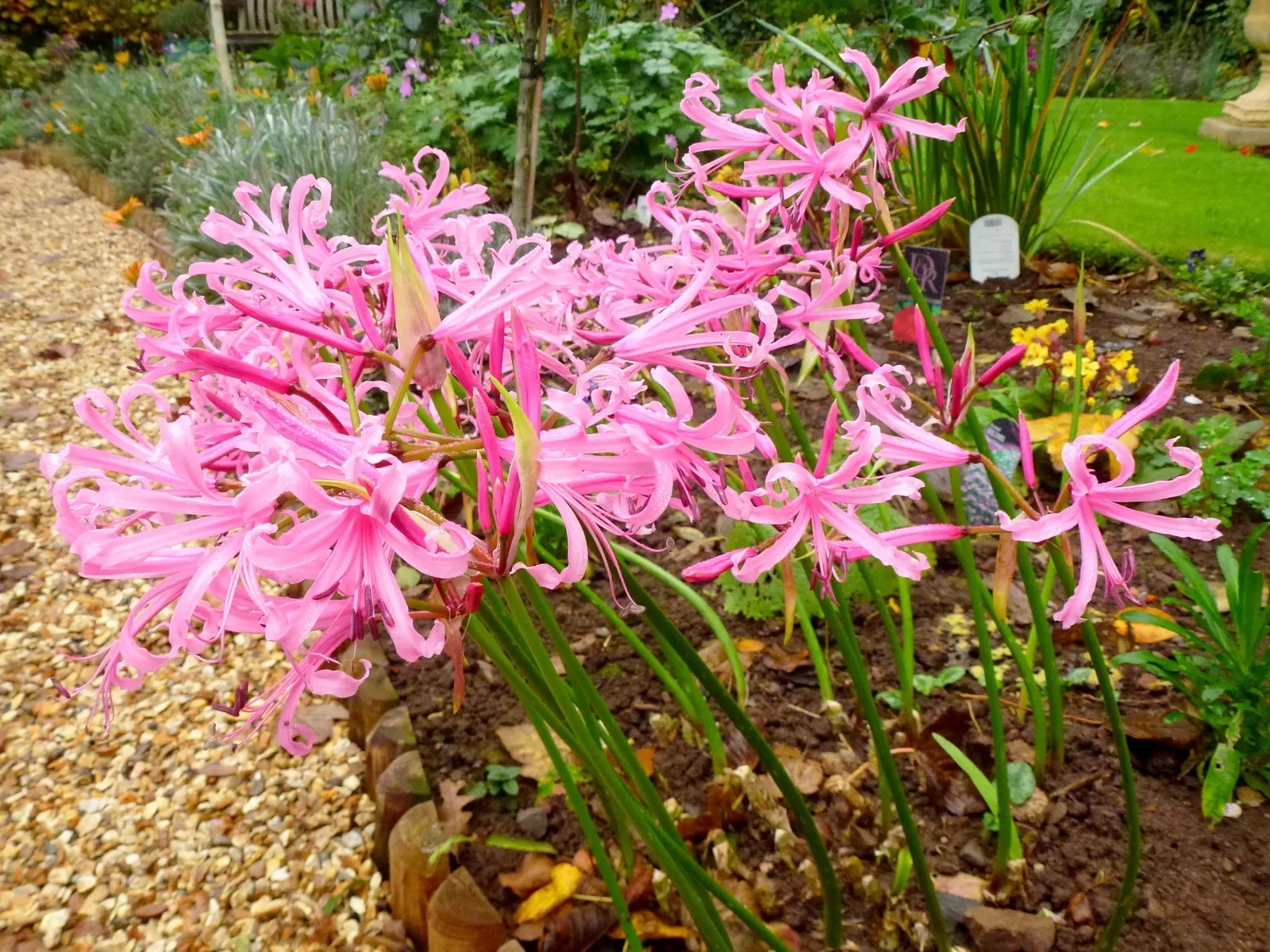 Guernsey Lily (Nerine Bovdenii) — Hailing from South Africa