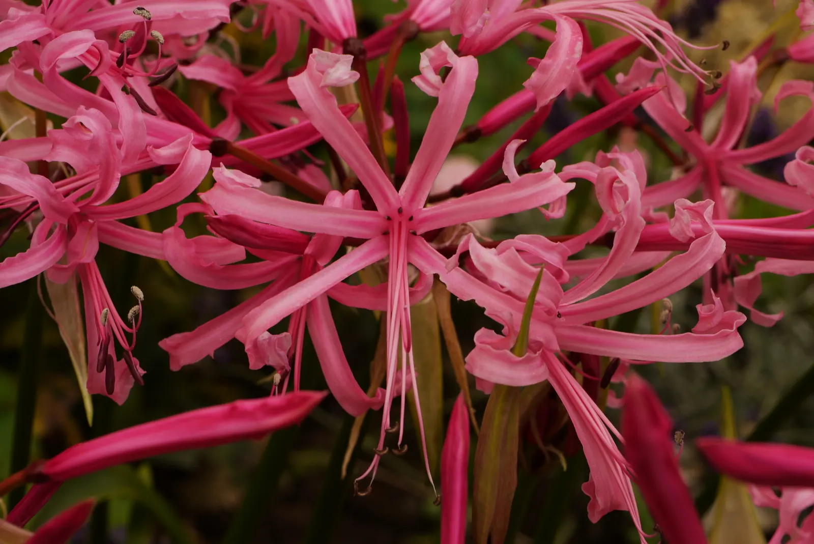 Guernsey Lily (Nerine Bovdenii) — this resilient plant thrives in USDA hardiness zones 7 to 9
