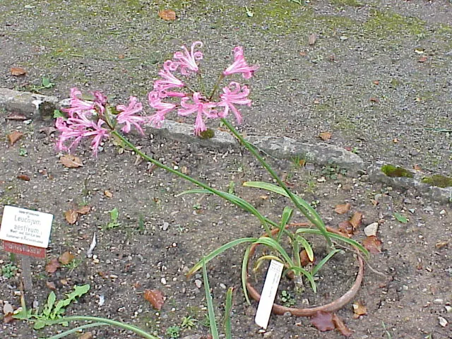 Guernsey Lily (Nerine Bovdenii) — Plant in well-draining soil in zones 7-10; consider companions such as ornamental grasses or late-flowering perennials