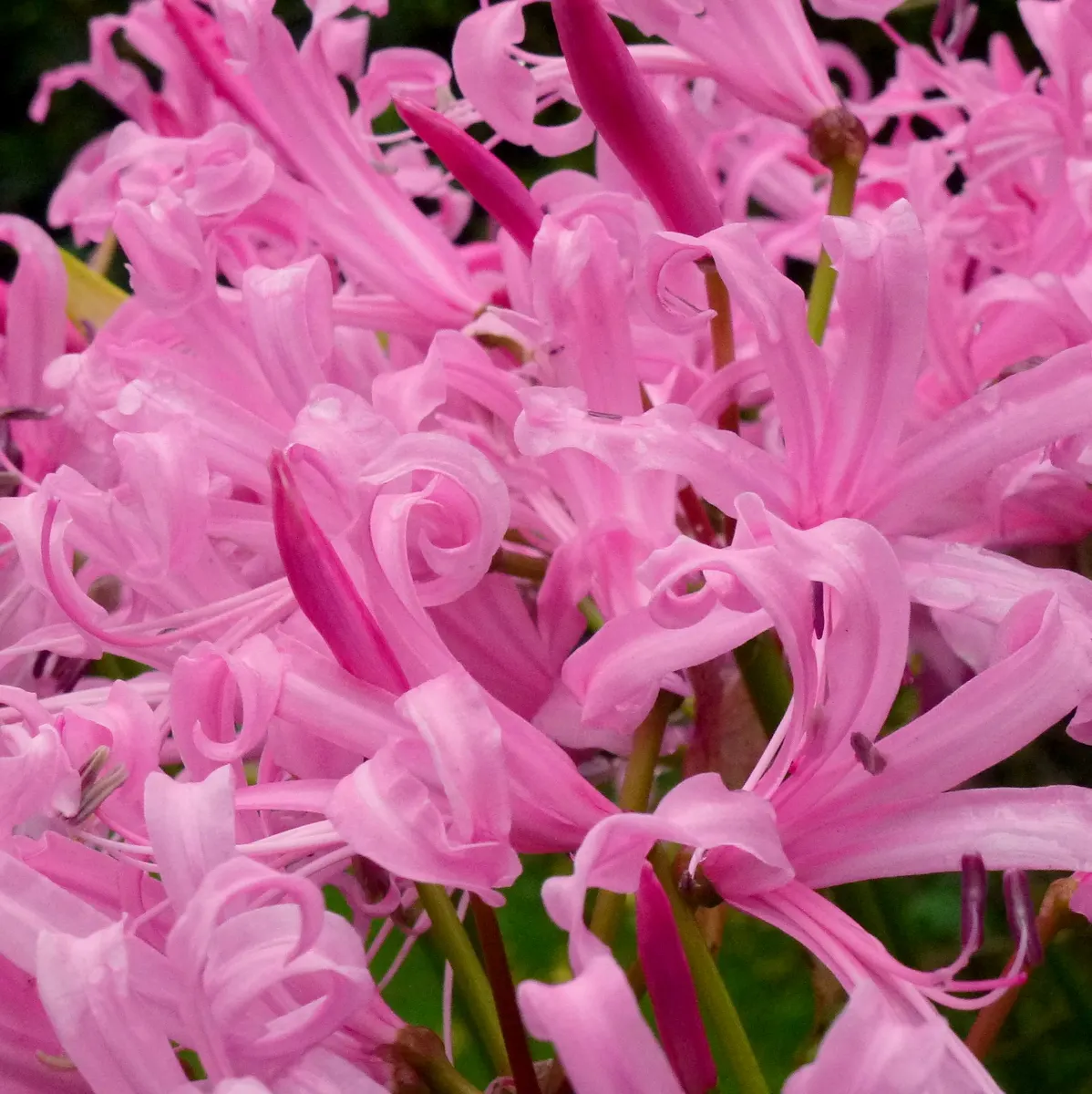 Guernsey Lily (Nerine Bovdenii) — ideally placed at the back of borders or in rock gardens