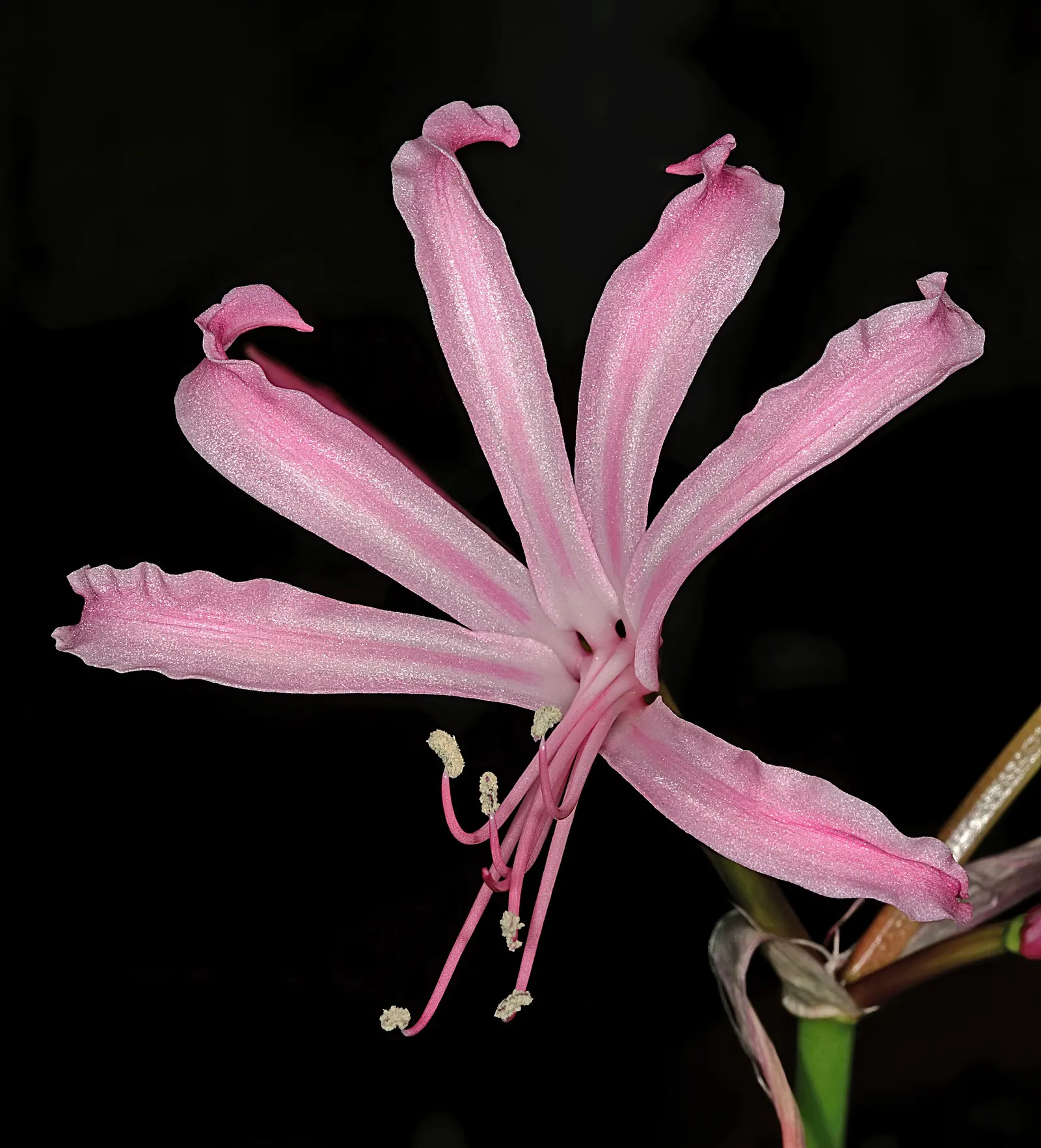 Guernsey Lily (Nerine Bovdenii) — star-shaped flowers atop 18 to 24-inch tall stems