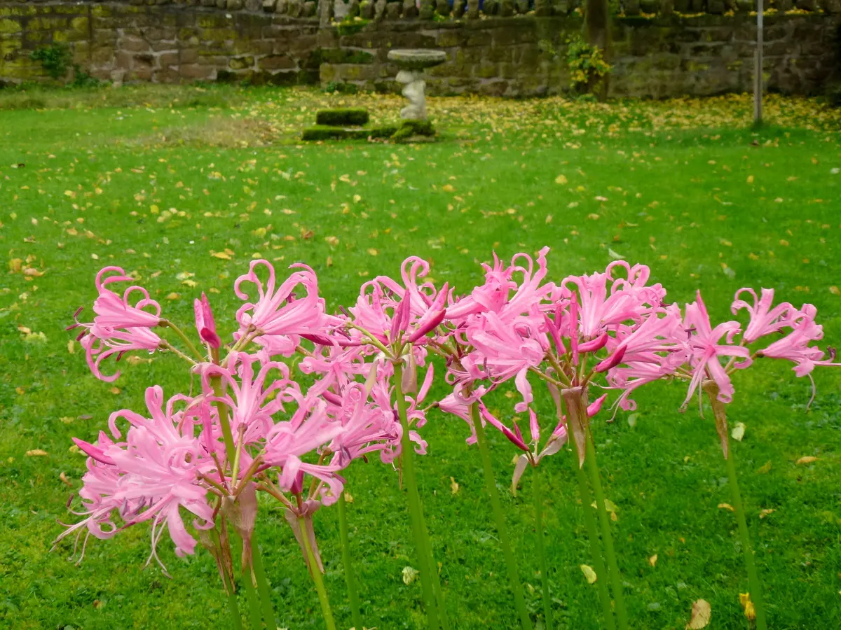 Guernsey Lily (Nerine Bovdenii) — which complement the Nerine's vivid hue and unique form