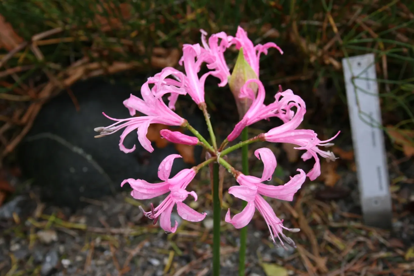Guernsey Lily (Nerine Bovdenii) — consider companions such as ornamental grasses or late-flowering perennials