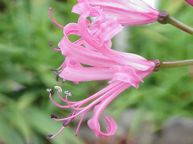 Guernsey Lily (Nerine Bovdenii) — This hardy bulb enjoys full sun to partial shade, blooming in late summer to fall; plant in well-draining soil in zones 7-10