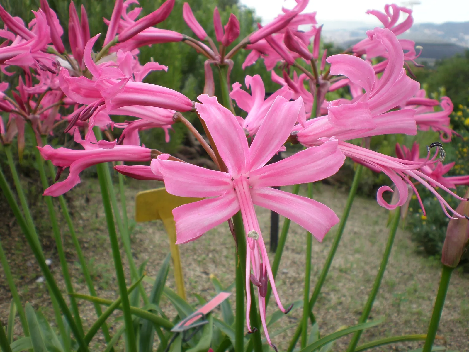 Guernsey Lily (Nerine Bovdenii) — sitting atop leafless scapes that can rise to an impressive height of 18-24 inches