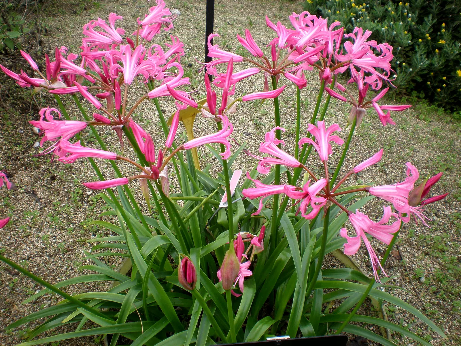 Guernsey Lily (Nerine Bovdenii) — The individual blooms span approximately 2-3 inches across
